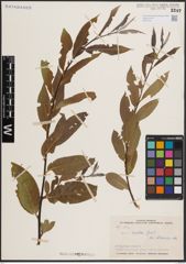 Foto von Salix excelsa S. G. Gmel.